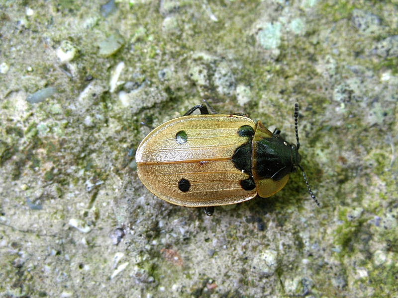 Dendroxena quadrimaculata